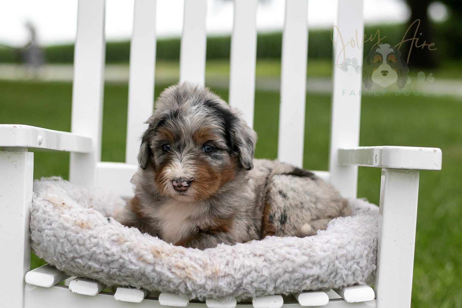 Rachel Lynde Bernedoodle Puppy-0994.jpg