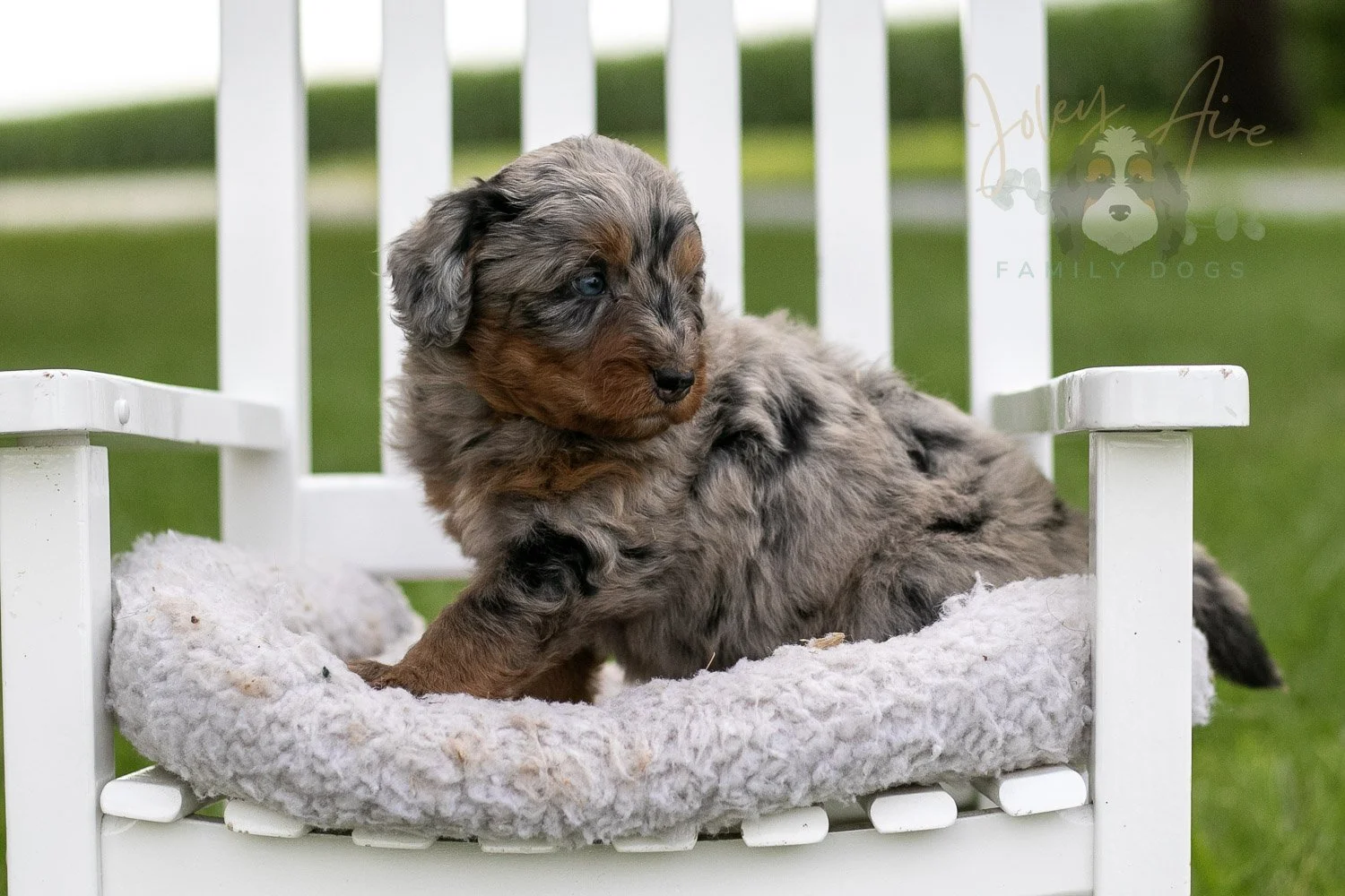 Marrila Cuthbert Bernedoodle Puppy-956.jpg