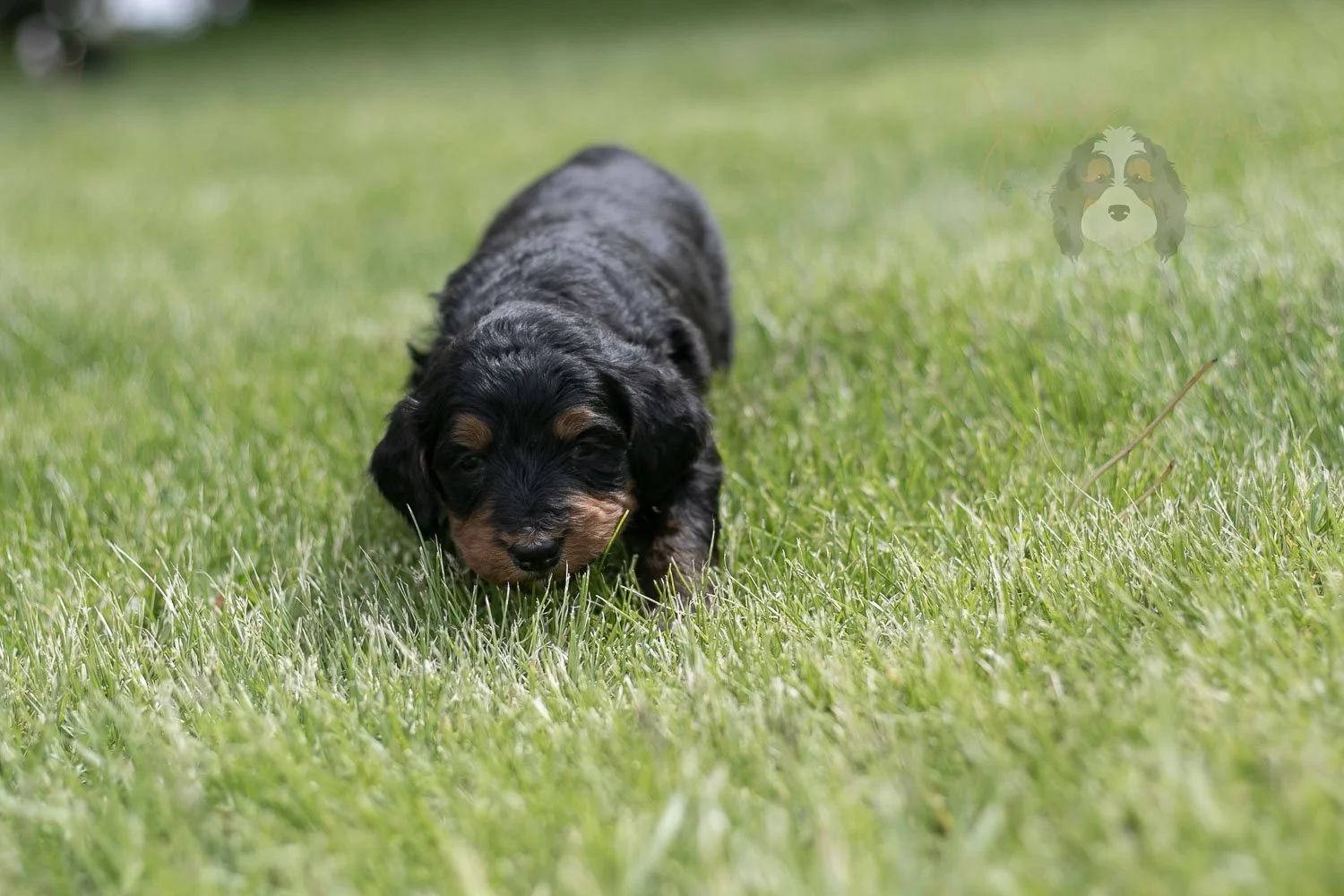 Banjo Bernedoodle Puppy-30.jpg
