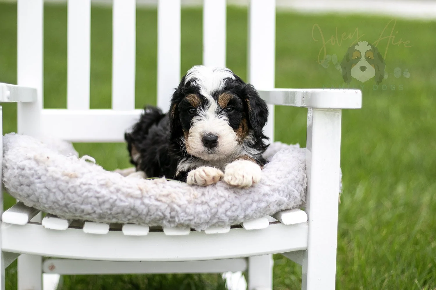 Yellowstone Bernedoodle Puppy-783.jpg