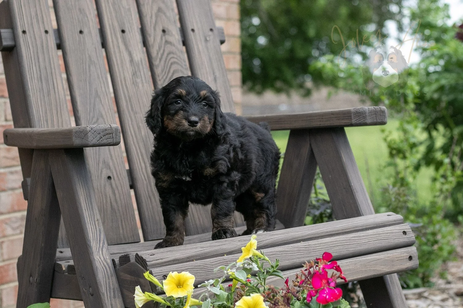 Piano Bernedoodle Puppy-5.jpg