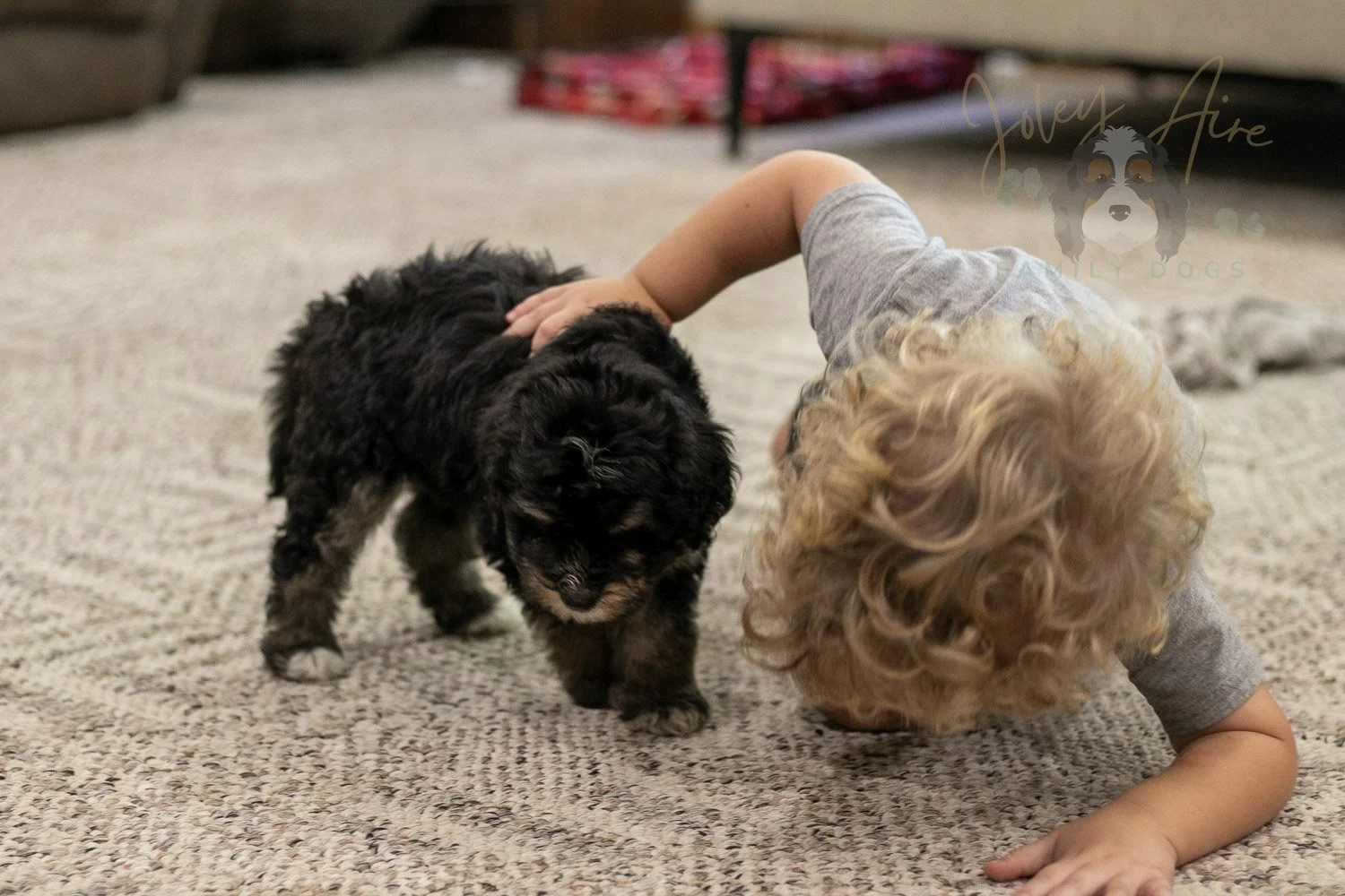 Georgia Bernedoodle Puppy-441.jpg