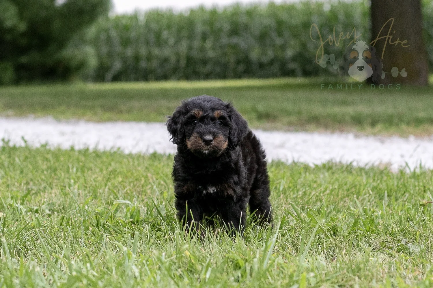 Olympic Bernedoodle Puppy-41.jpg