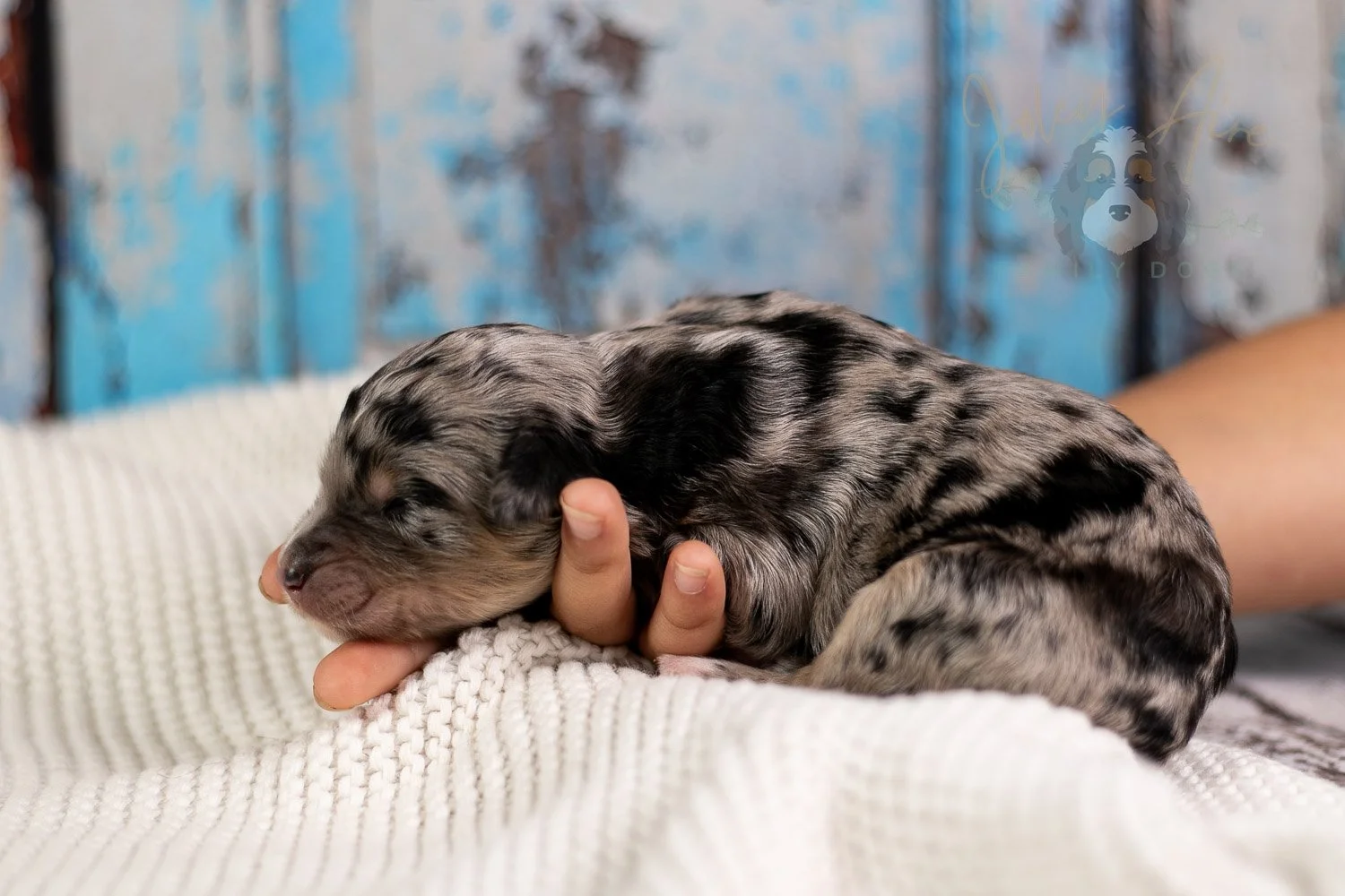 Mary Cassatt Bernedoodle Puppy-095.jpg