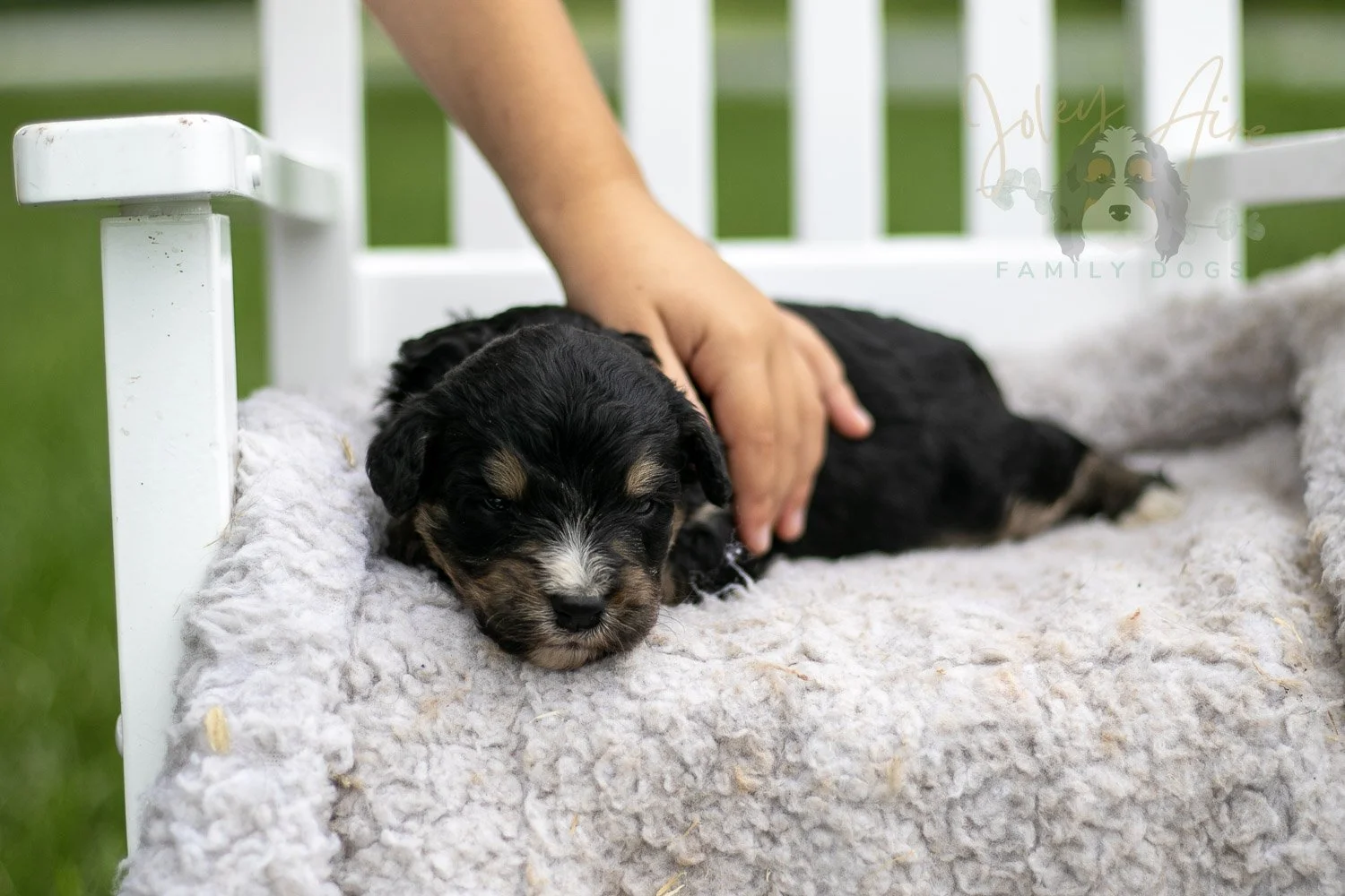 Da Vinci Bernedoodle Puppy-743.jpg
