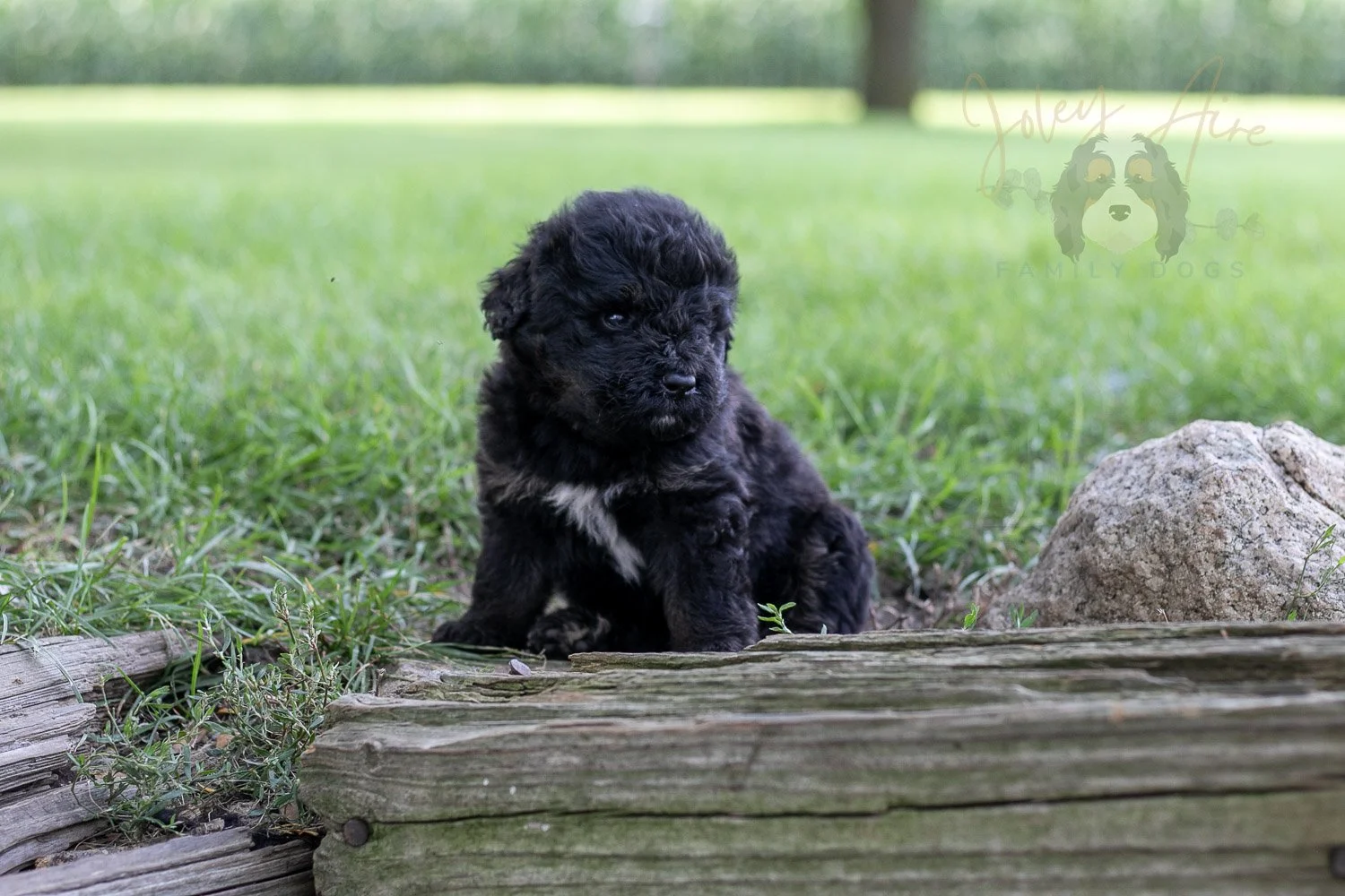 Andy Warhol Bernedoodle Puppy-163.jpg