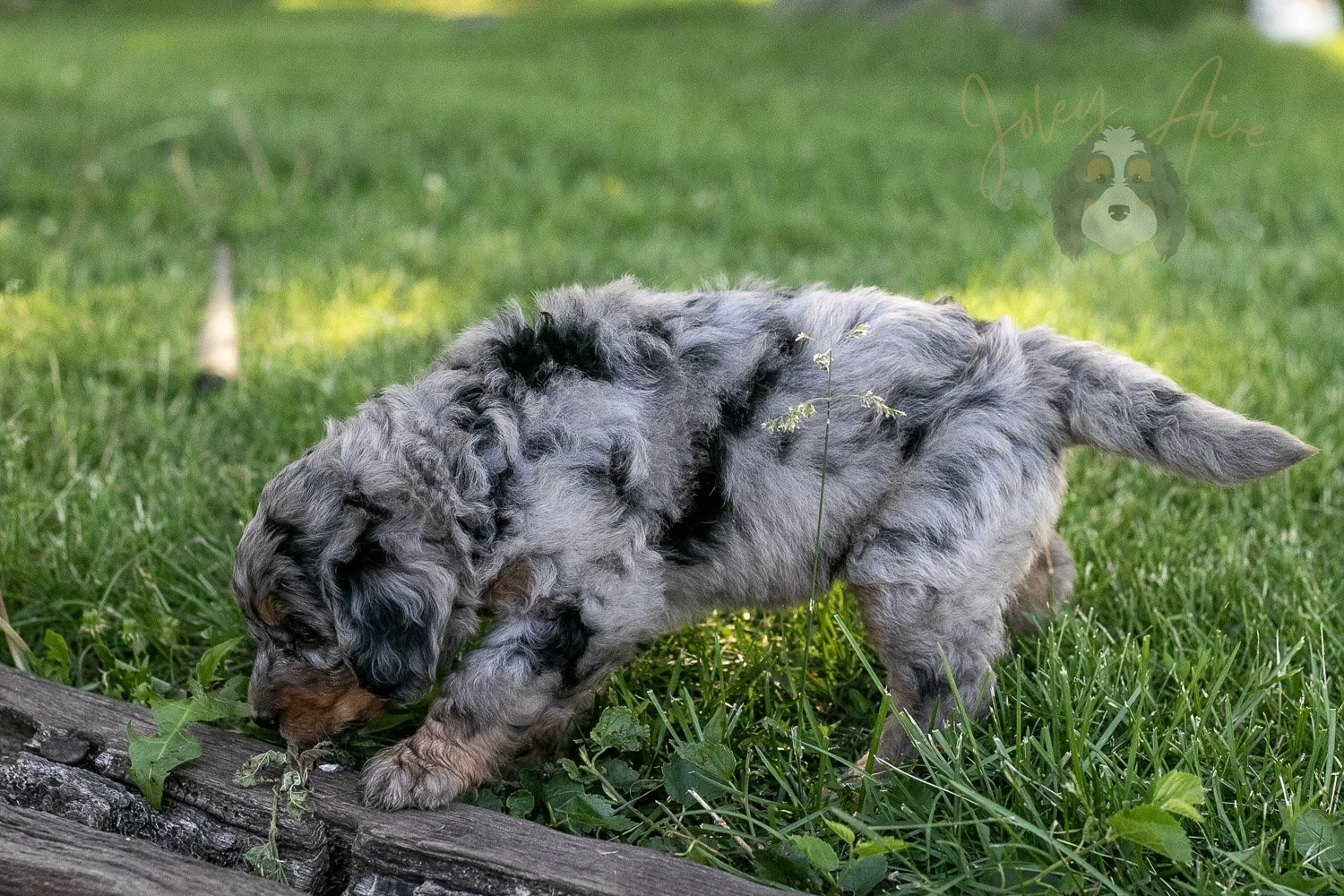 Ukulele Bernedoodle Puppy-18.jpg