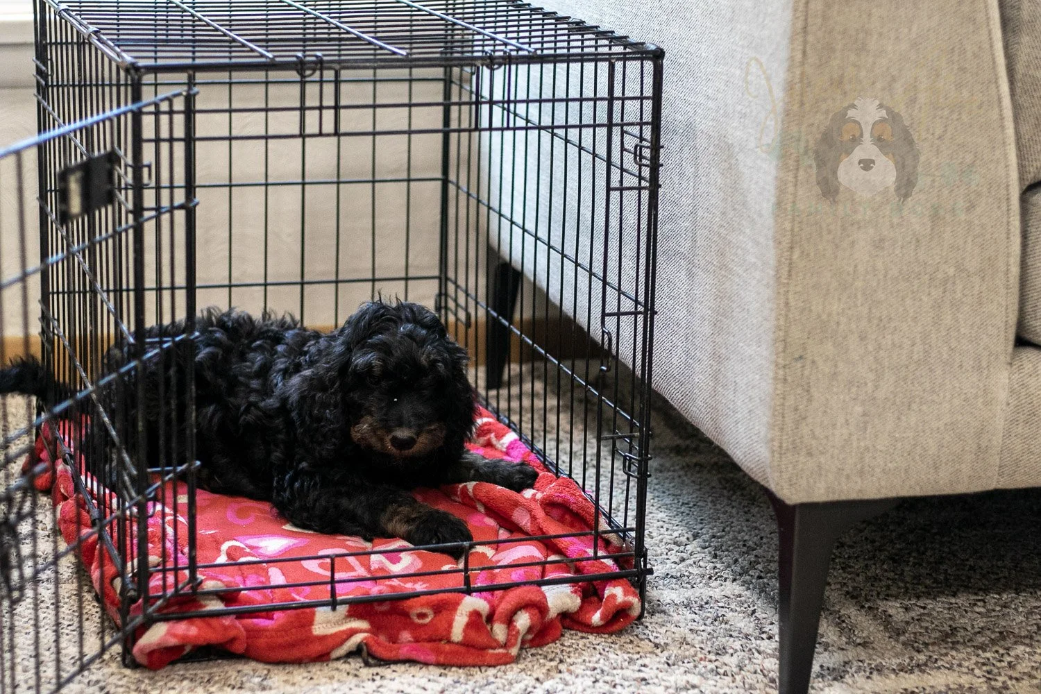 Bryce Bernedoodle Puppy-390.jpg