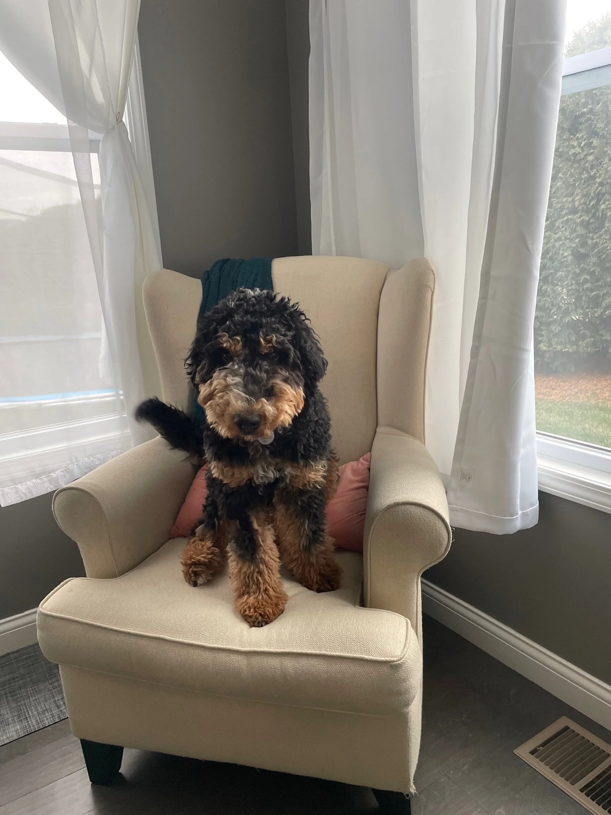 A fluffy black and brown dog sitting on a beige armchair near a window with sheer curtains.