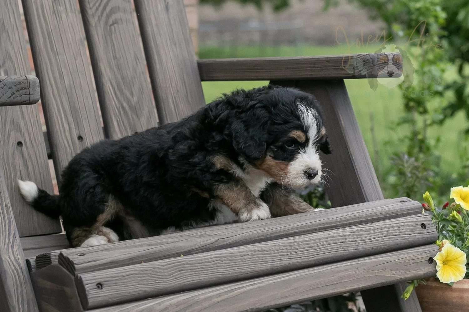 Trumpet Bernedoodle Puppy-1.jpg