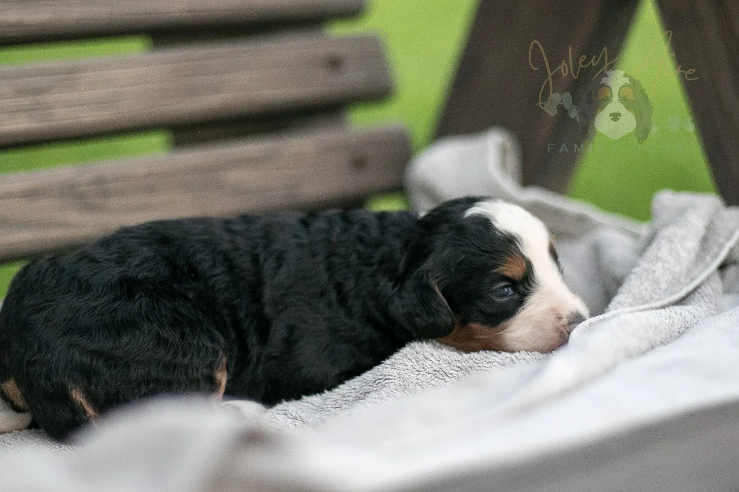 Anne Shriley Bernedoodle Puppy-54.jpg