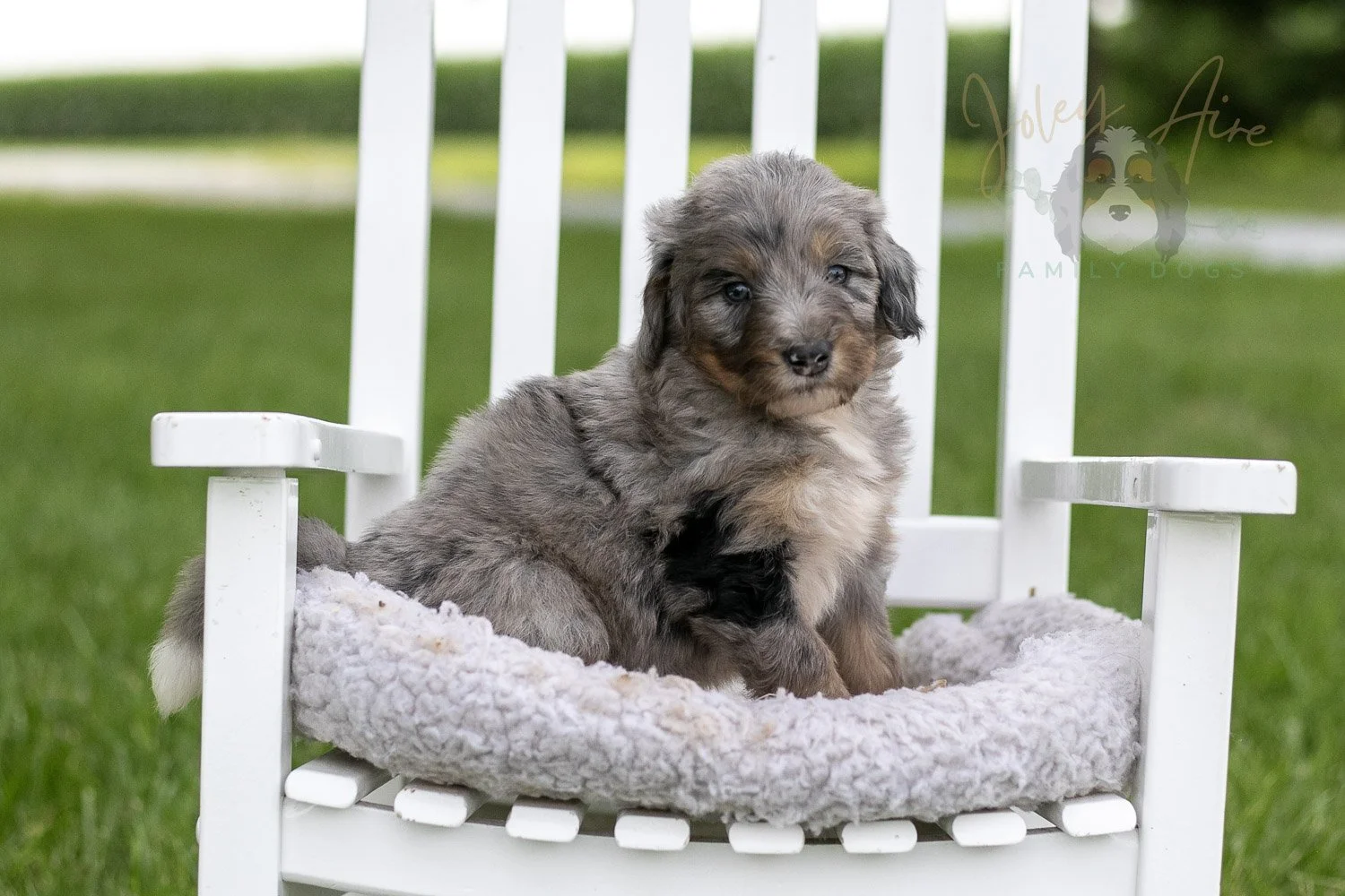 Matthew Cuthbert Bernedoodle Puppy-916.jpg
