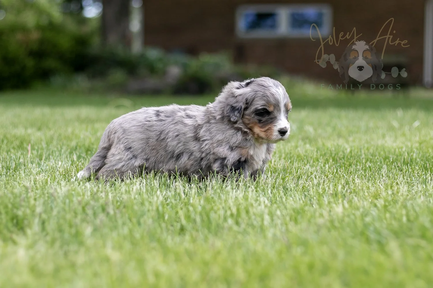 Drum Bernedoodle Puppy-24.jpg