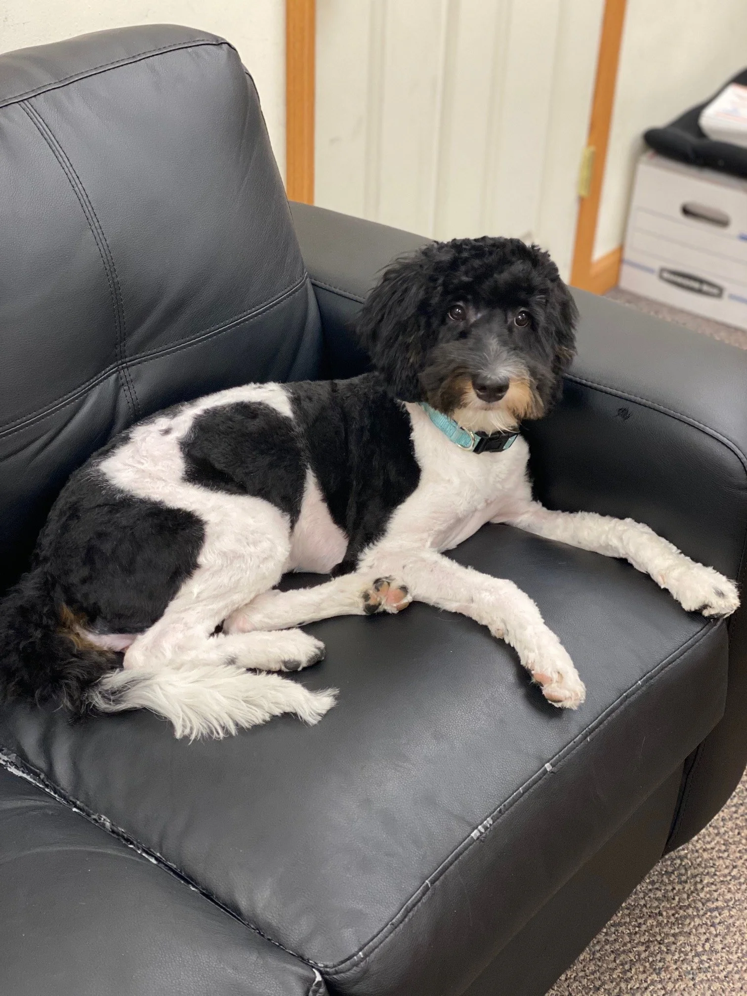 Black and white dog with curly fur lying on a black leather couch.
