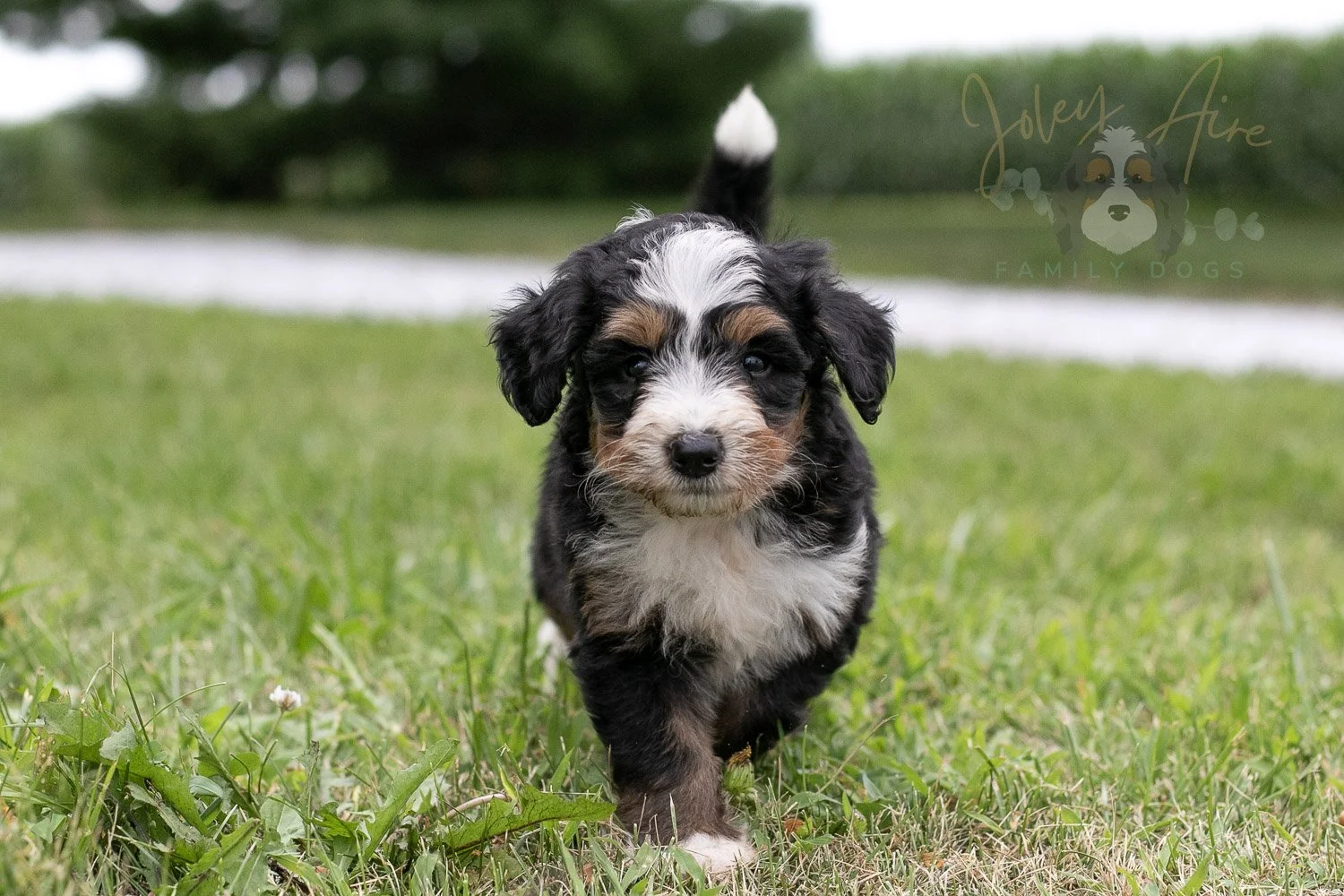 Diana Barry Bernedoodle Puppy-68.jpg