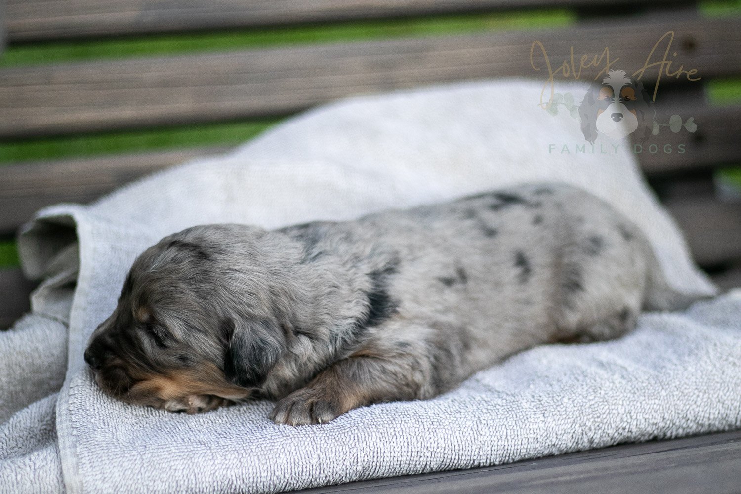 Matthew Cuthbert Bernedoodle Puppy-32.jpg