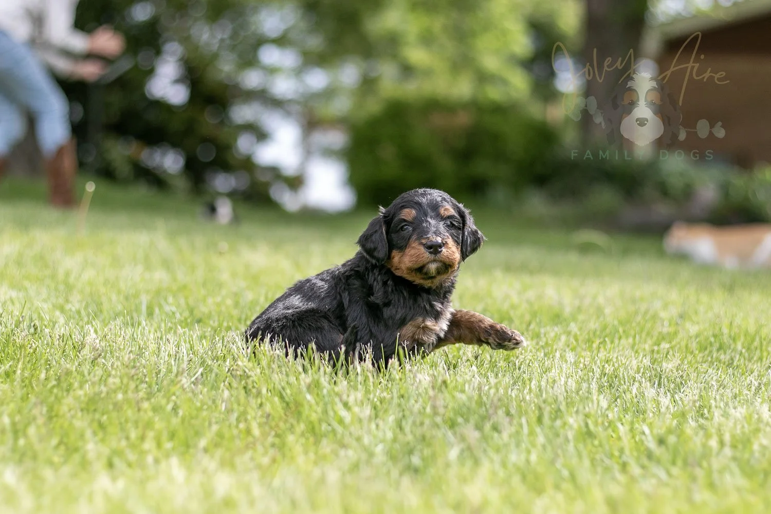 Banjo Bernedoodle Puppy-22.jpg