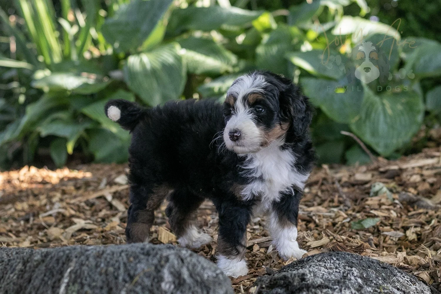 Harmonica Bernedoodle Puppy-18.jpg