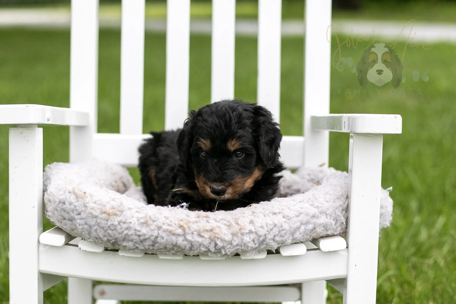 Gilbert Bernedoodle Puppy-863.jpg