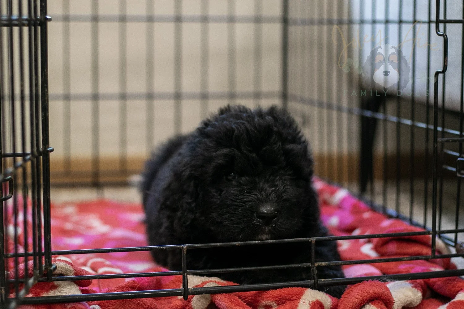 Claude Bernedoodle Puppy-247.jpg
