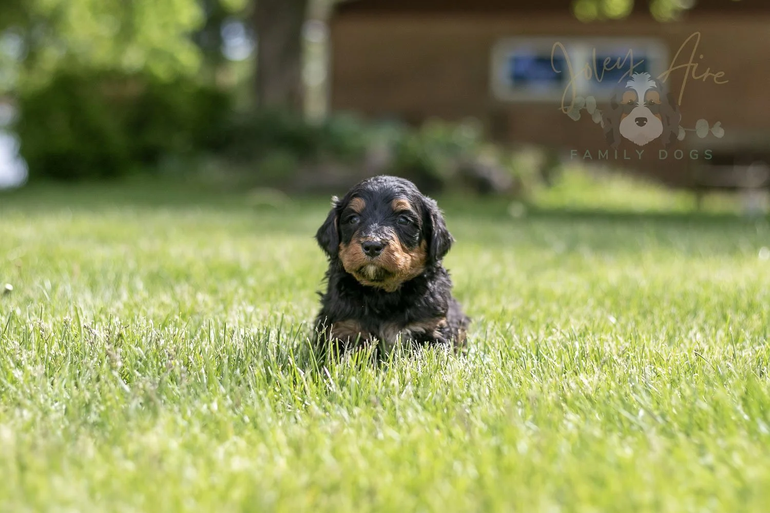 Banjo Bernedoodle Puppy-17.jpg