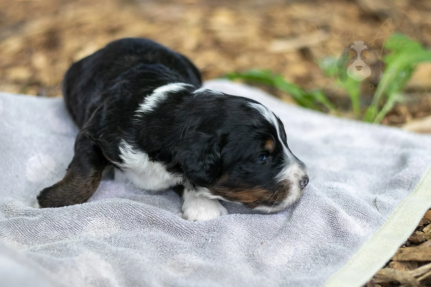 Yosemite Bernedoodle Puppy-135.jpg