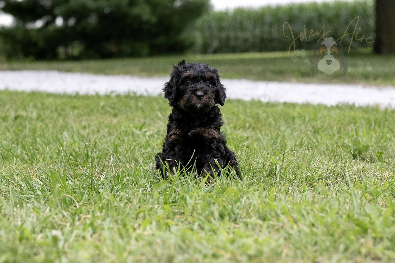 Acadia Bernedoodle Puppy-85.jpg