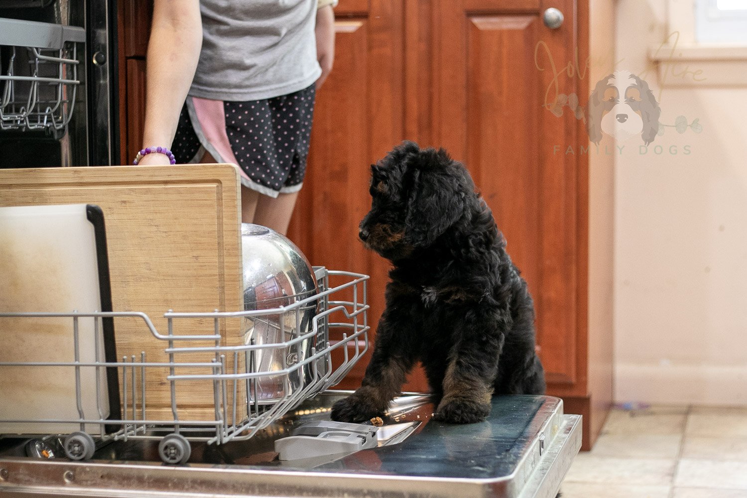 Olympic Bernedoodle Puppy-480.jpg
