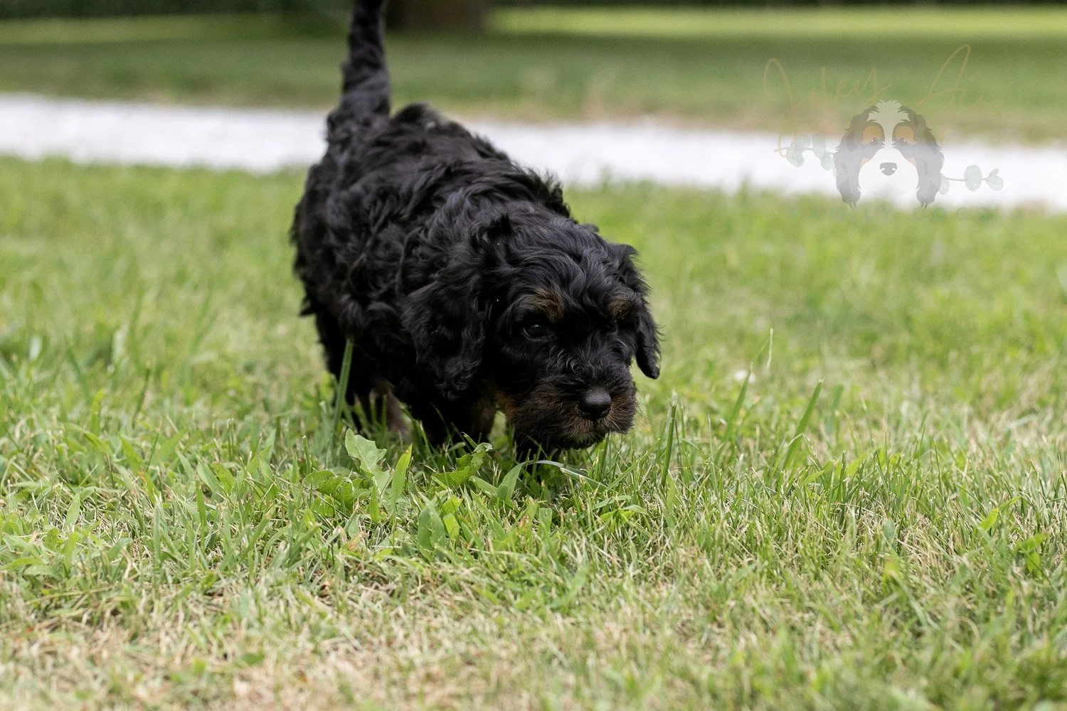 Acadia Bernedoodle Puppy-86.jpg