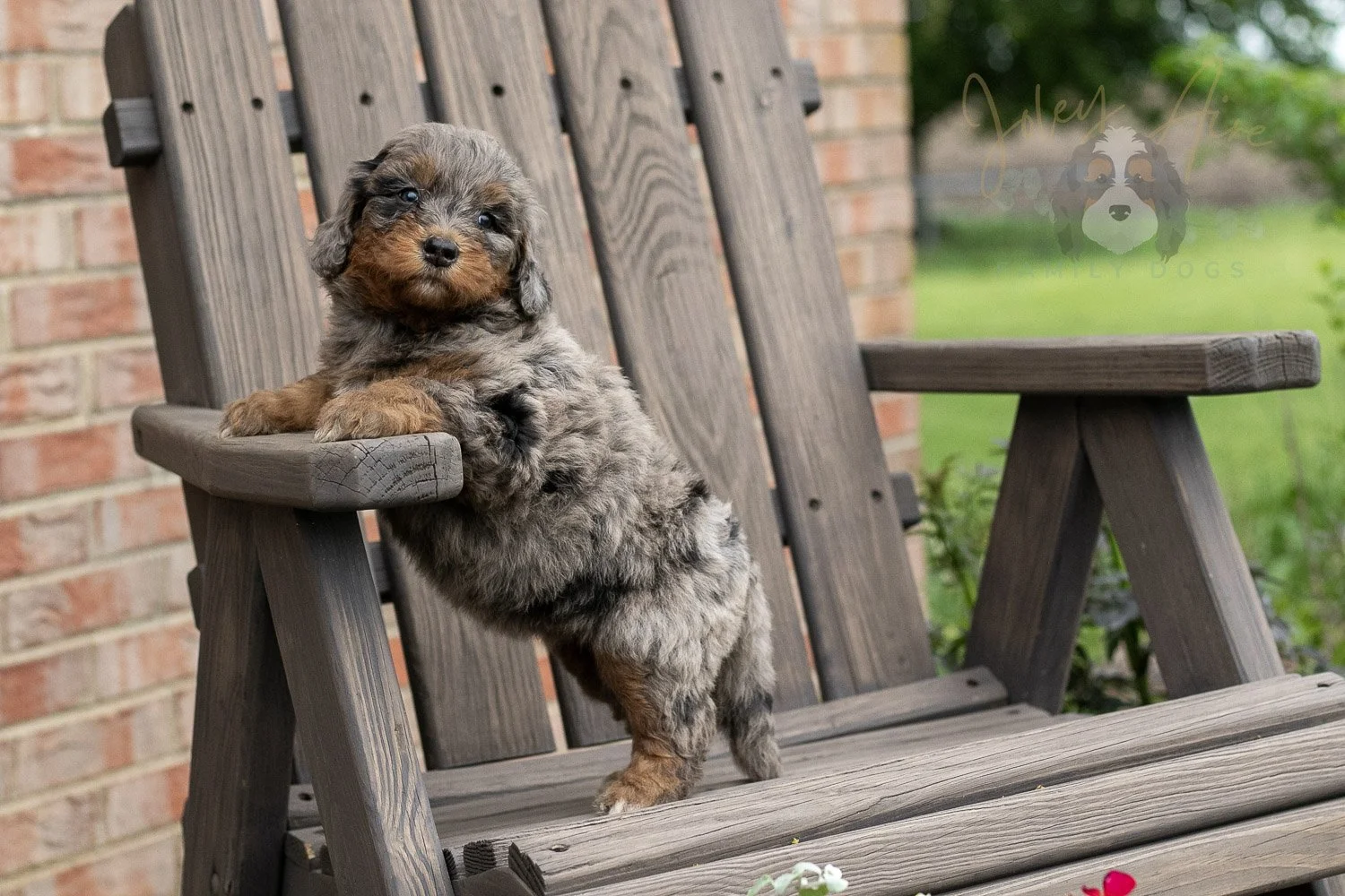 Flute Bernedoodle Puppy-24.jpg