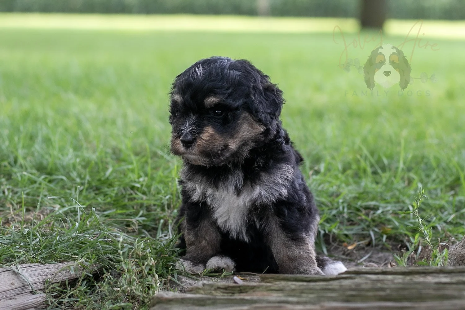 Georgia Bernedoodle Puppy-209.jpg