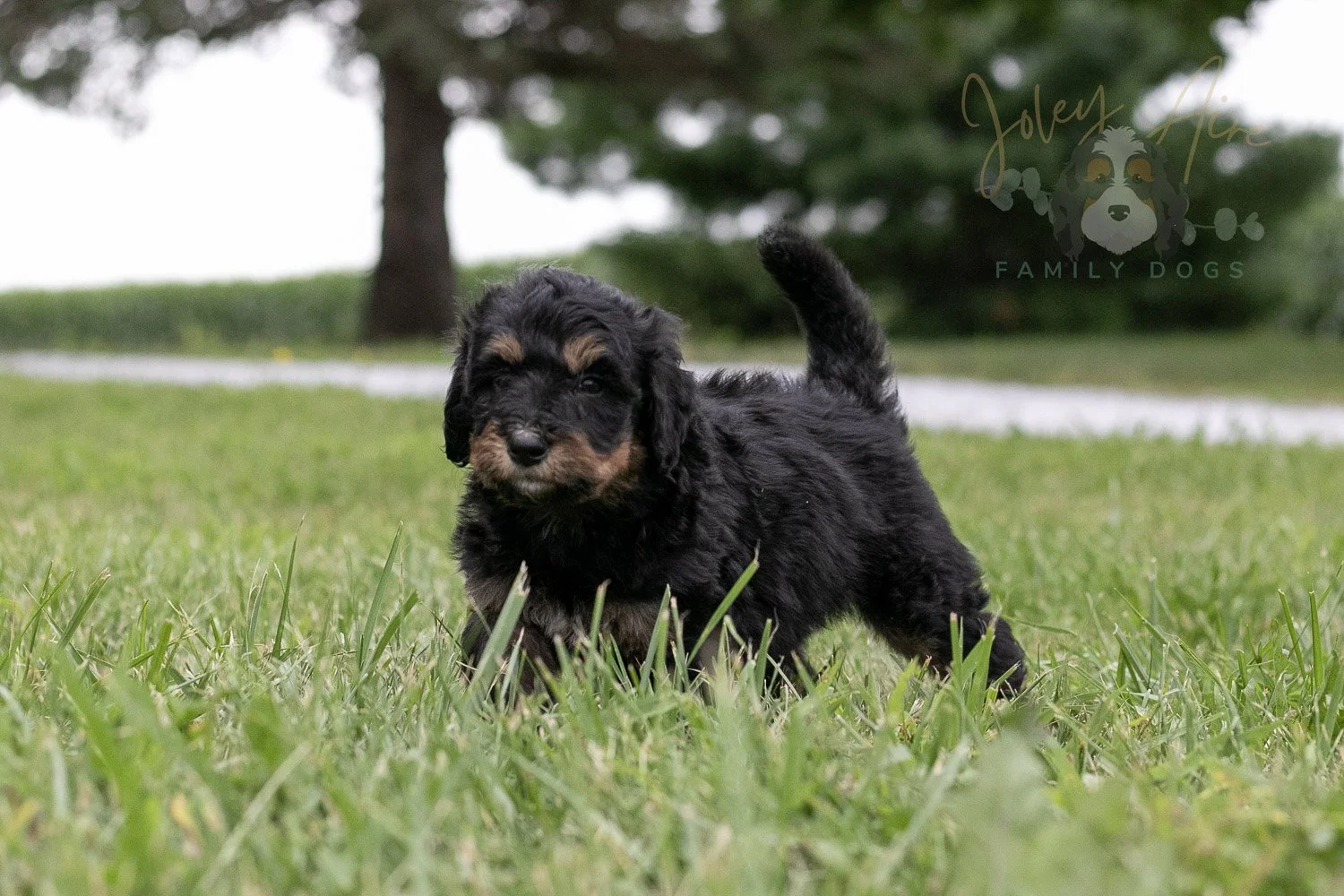 Gilbert Blythe Bernedoodle Puppy-110.jpg