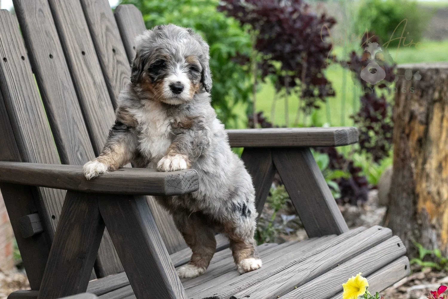 Drum Bernedoodle Puppy-18.jpg