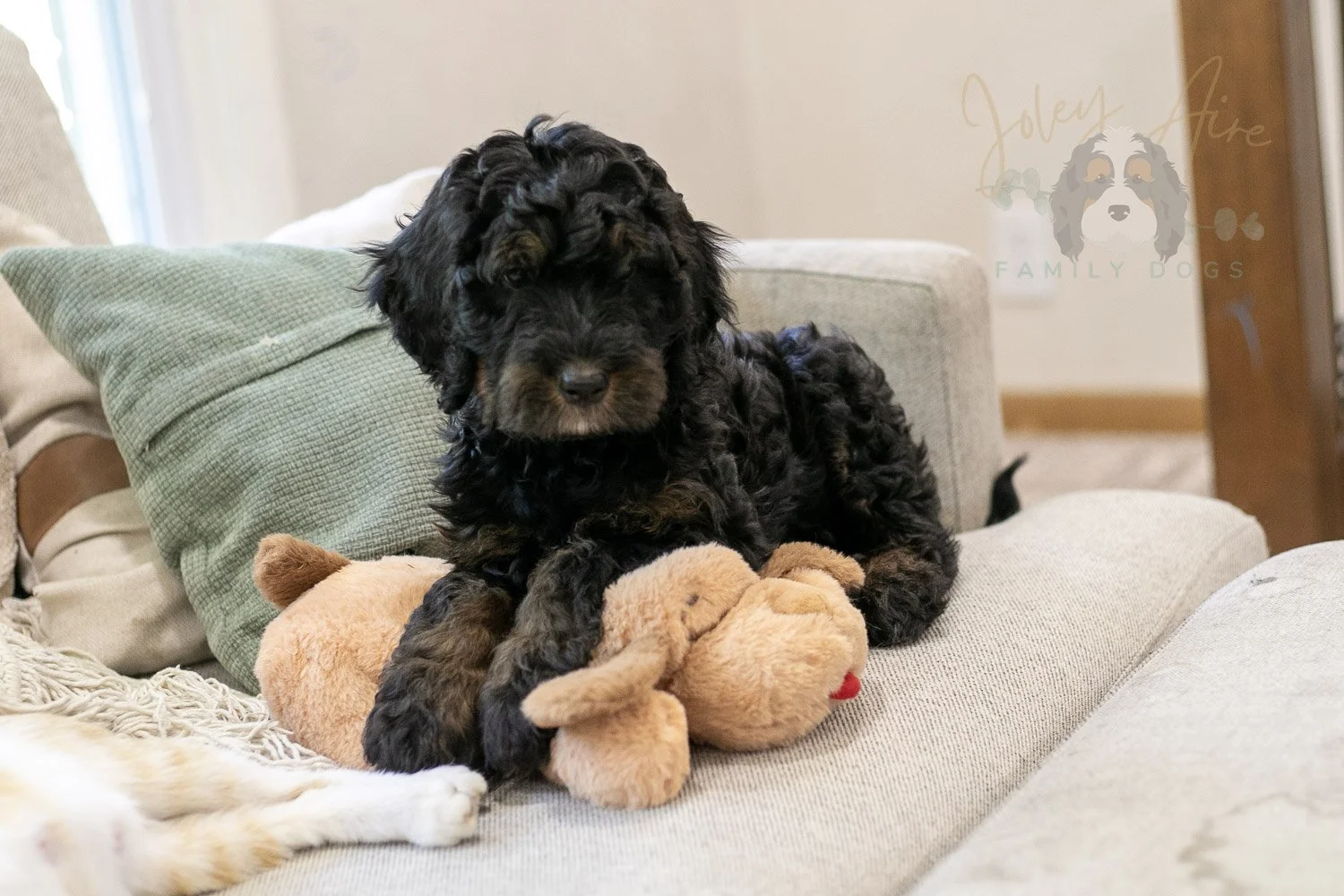 Acadia Bernedoodle Puppy-493.jpg