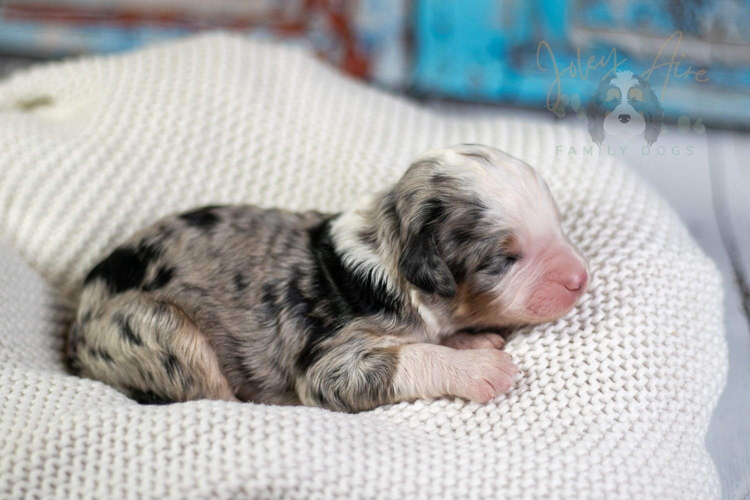 Pablo Picasso Bernedoodle Puppy-52.jpg
