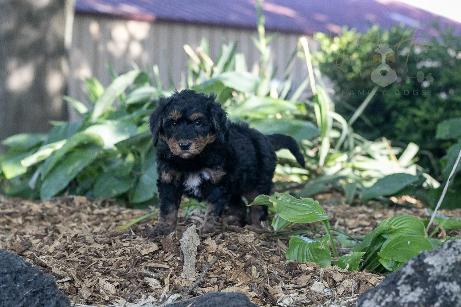 Banjo Bernedoodle Puppy-7.jpg
