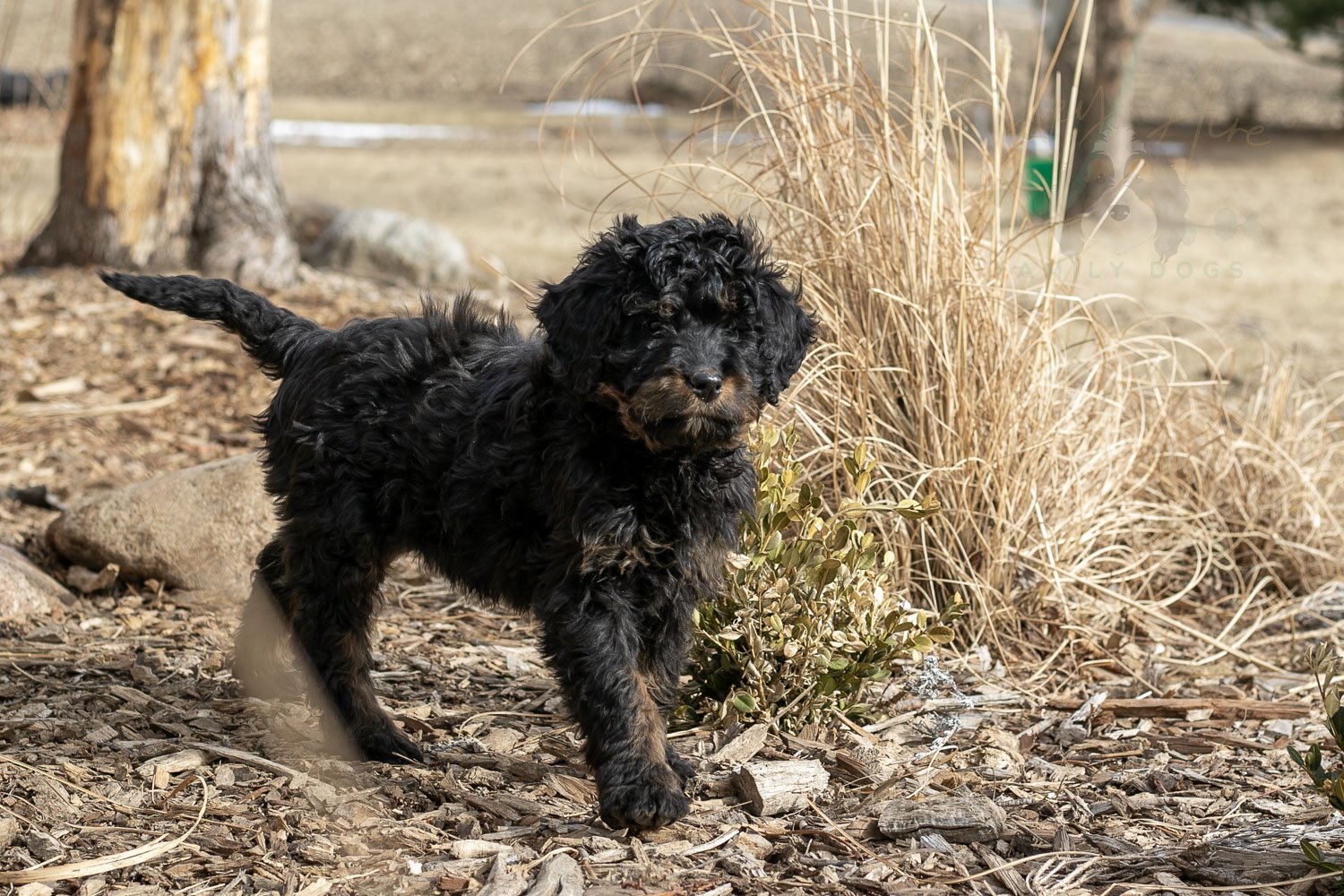 Aurora Bernedoodle Puppy-07.jpg