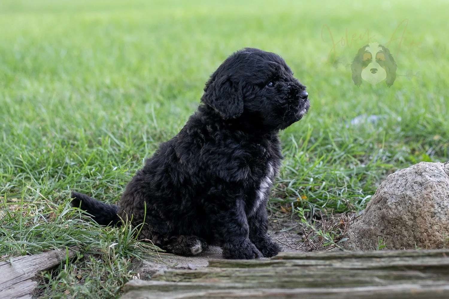 Claude Bernedoodle Puppy-122.jpg