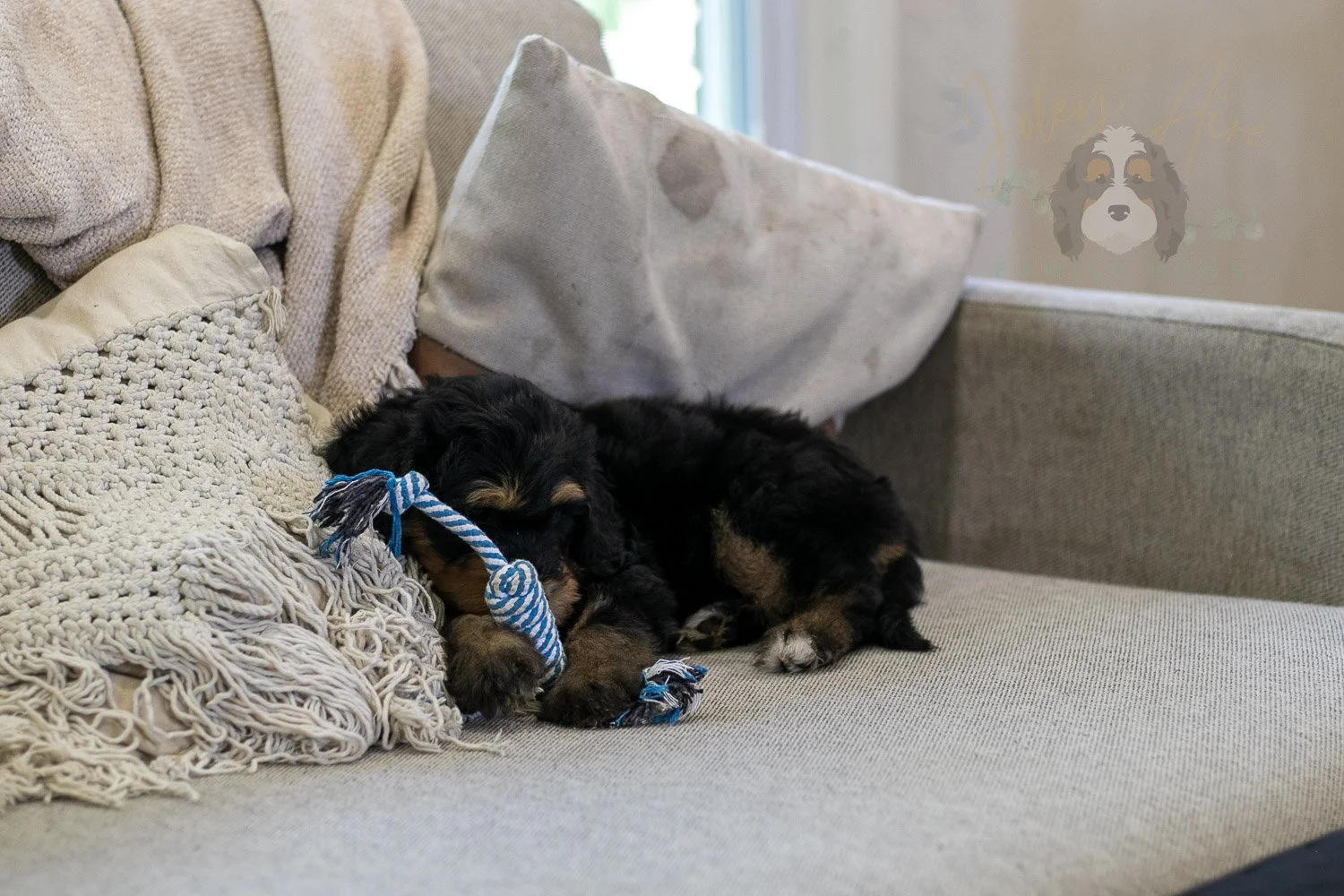 Mini Mae Bernedoodle Puppy-352.jpg