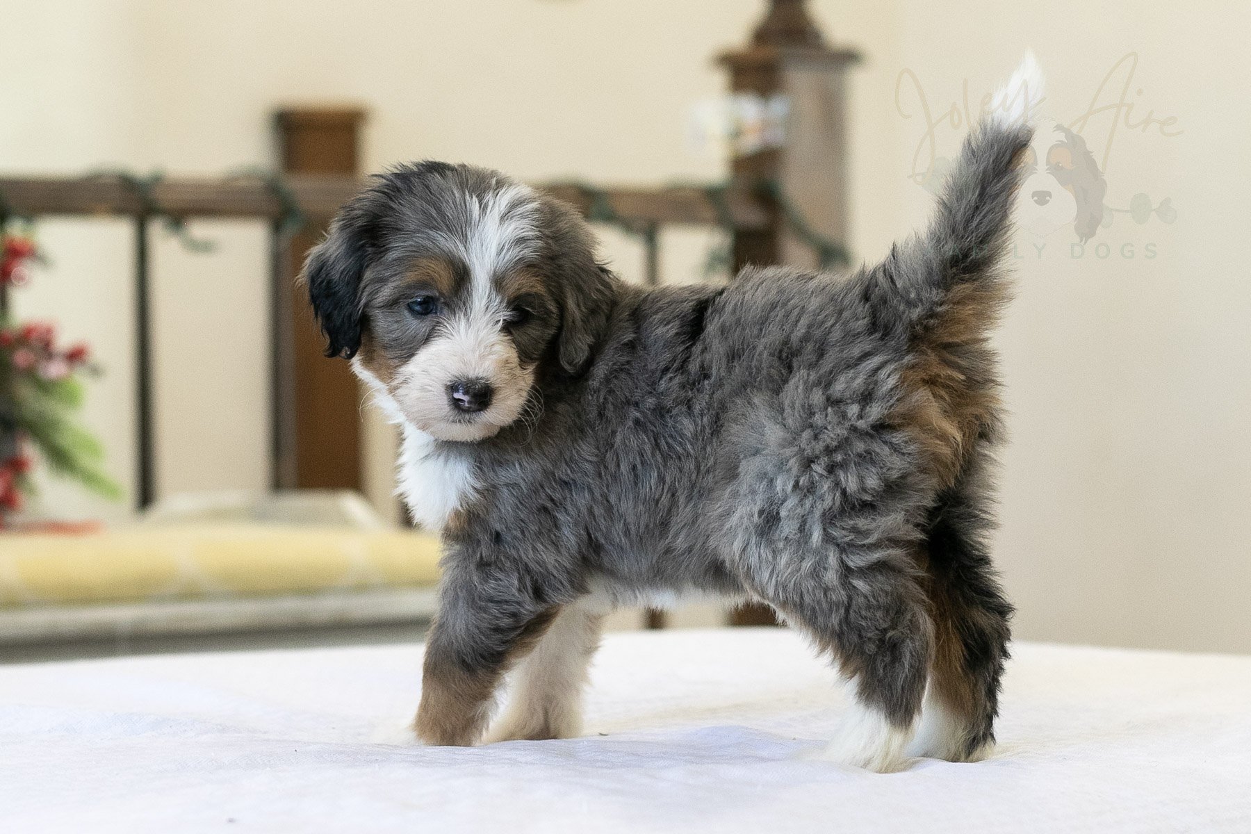 Fuji Bernedoodle Puppy-09.jpg