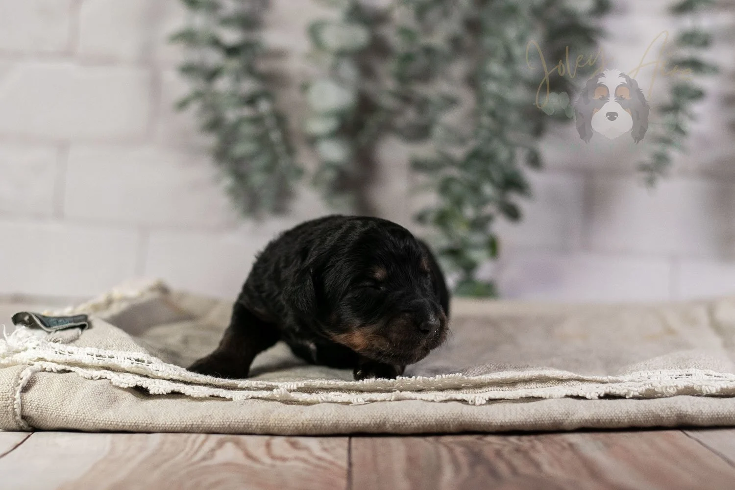 Piano Bernedoodle Puppy-7.jpg
