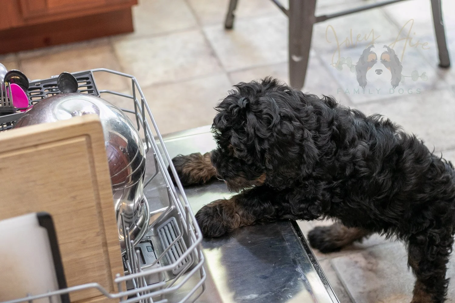 Acadia Bernedoodle Puppy-521.jpg