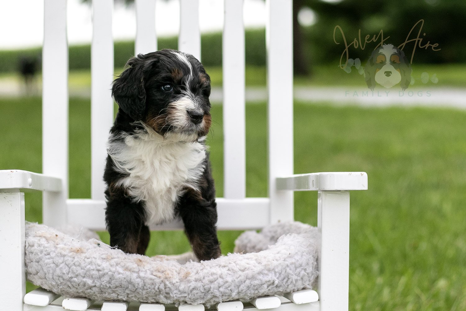 Yosemite Bernedoodle Puppy-963.jpg