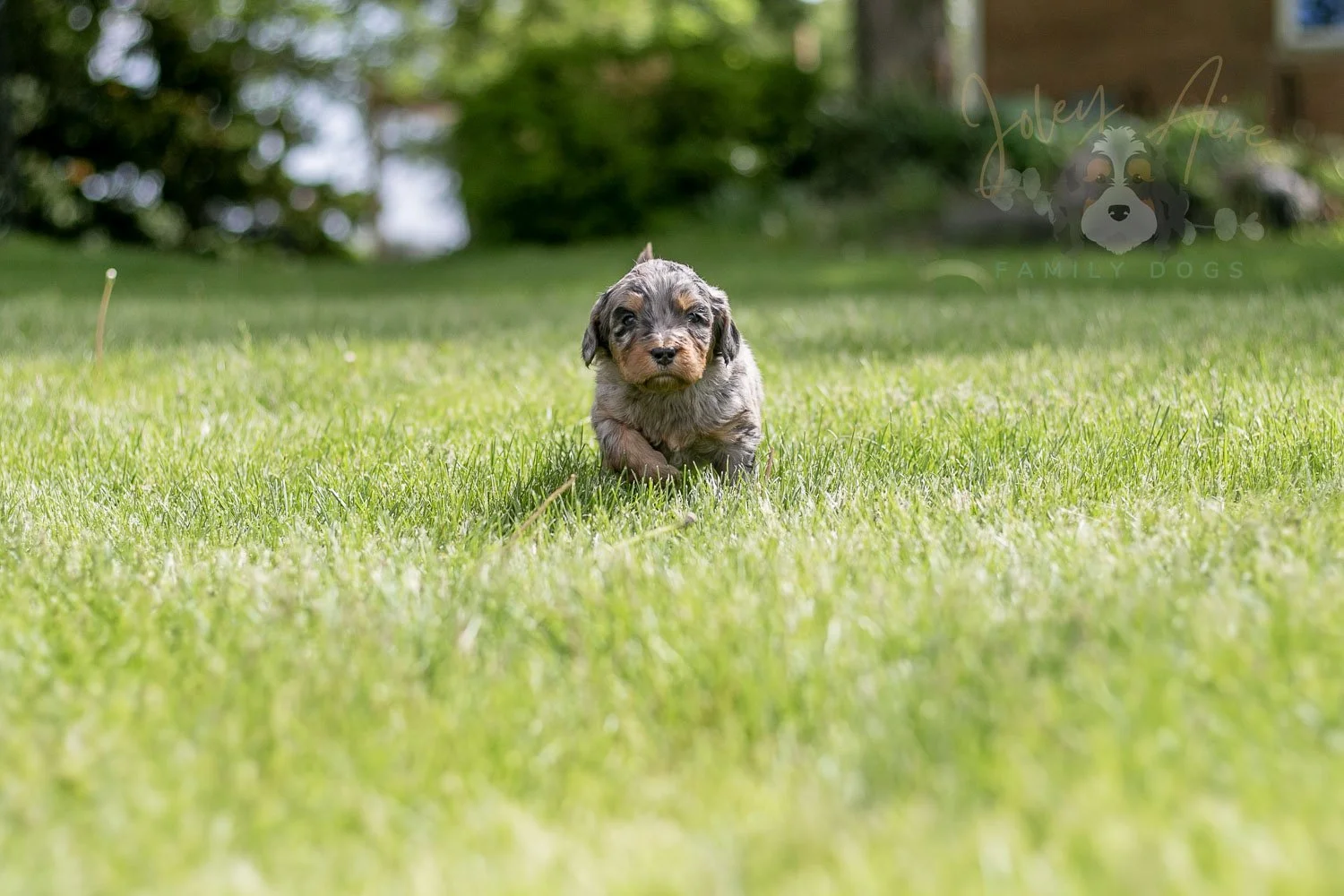Ukelele Bernedoodle Puppy-22.jpg