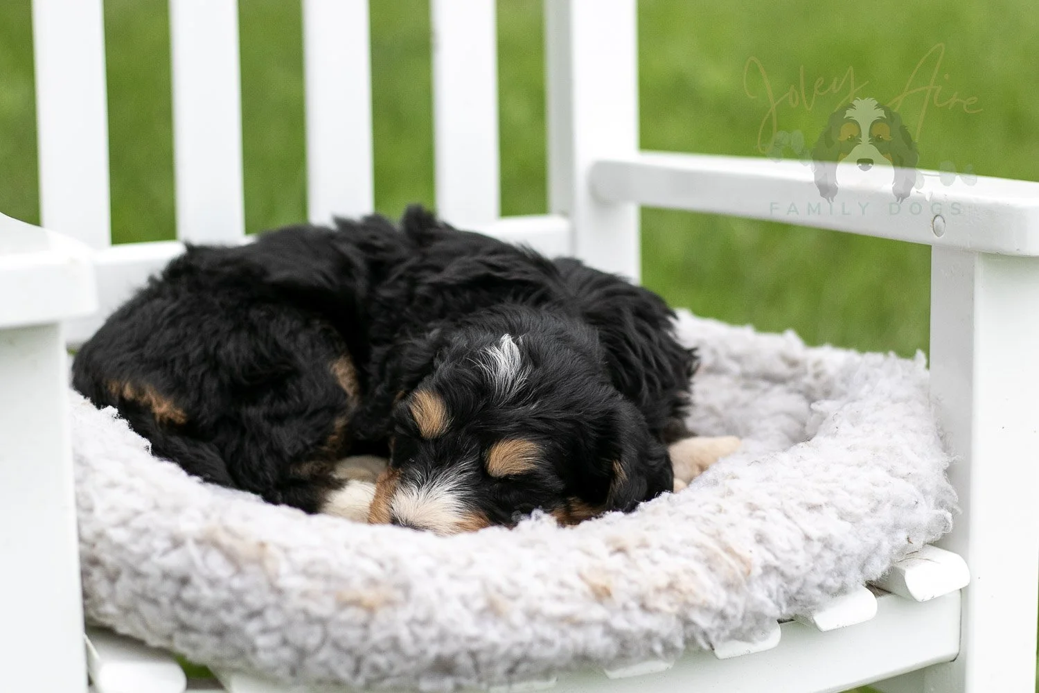 Walter Shirley Bernedoodle Puppy-892.jpg