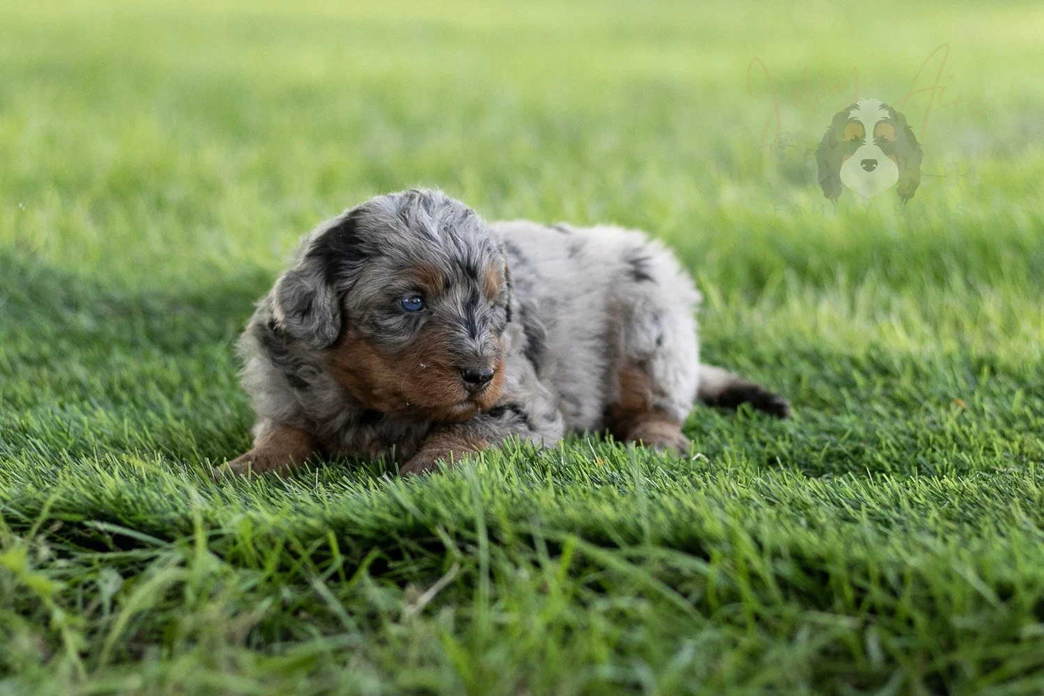 Marilla Cuthbert Bernedoodle Puppy-479.jpg