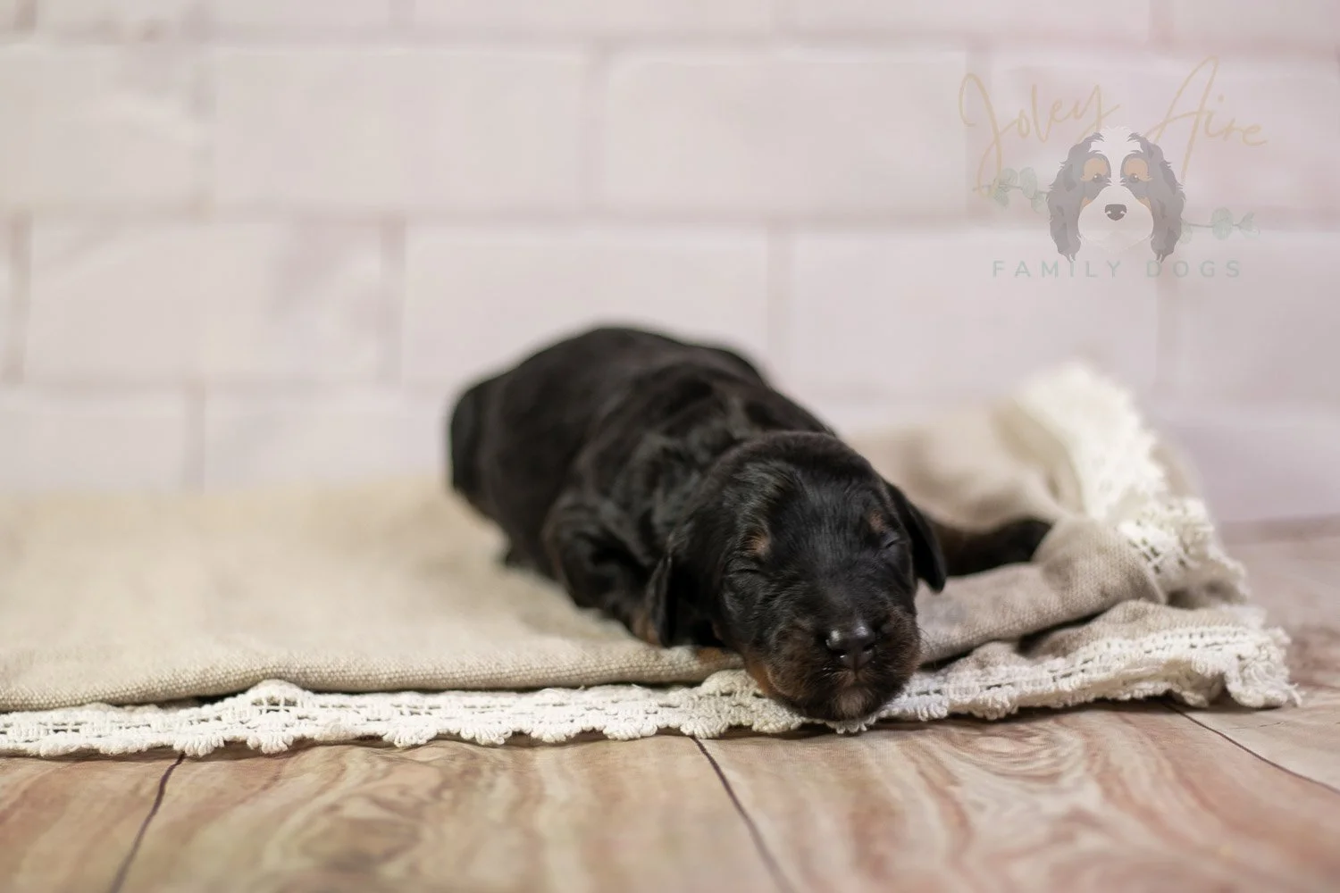 Denali Bernedoodle Puppy-151.jpg