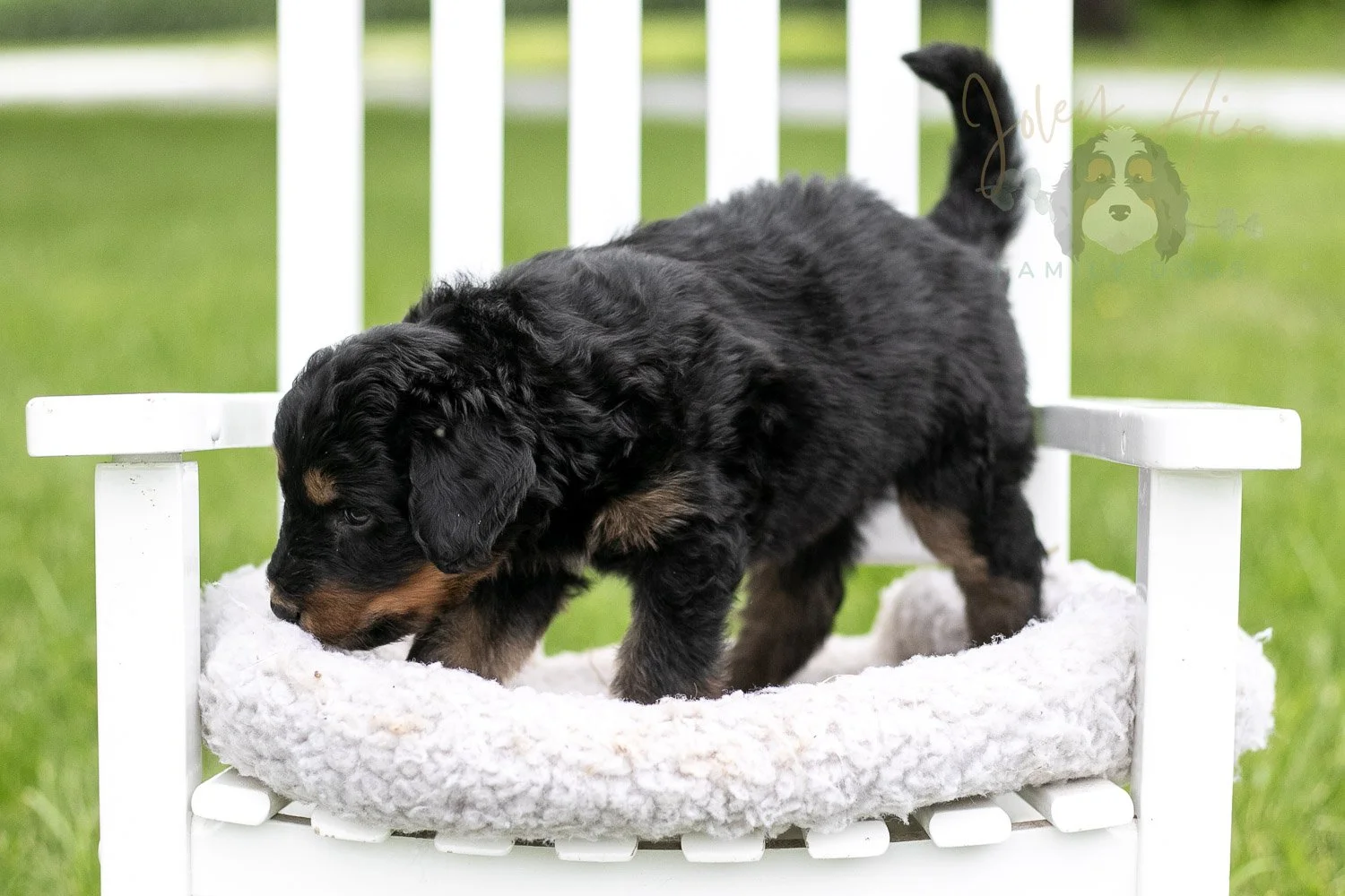Gilbert Bernedoodle Puppy-870.jpg