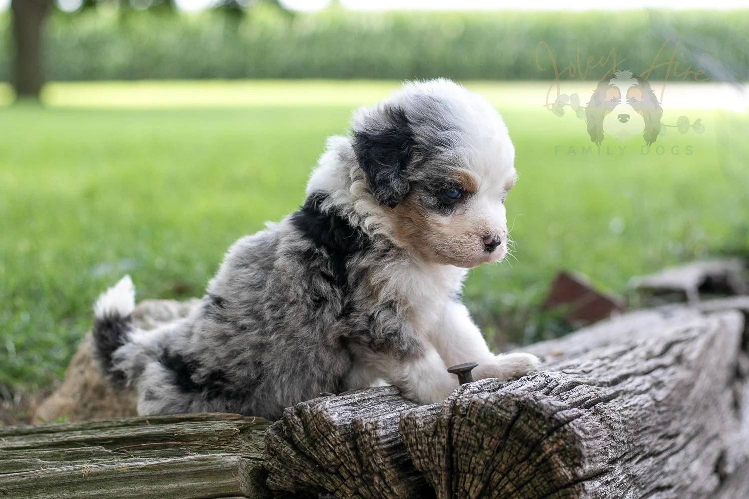 Pablo Picaso Bernedoodle Puppy-202.jpg