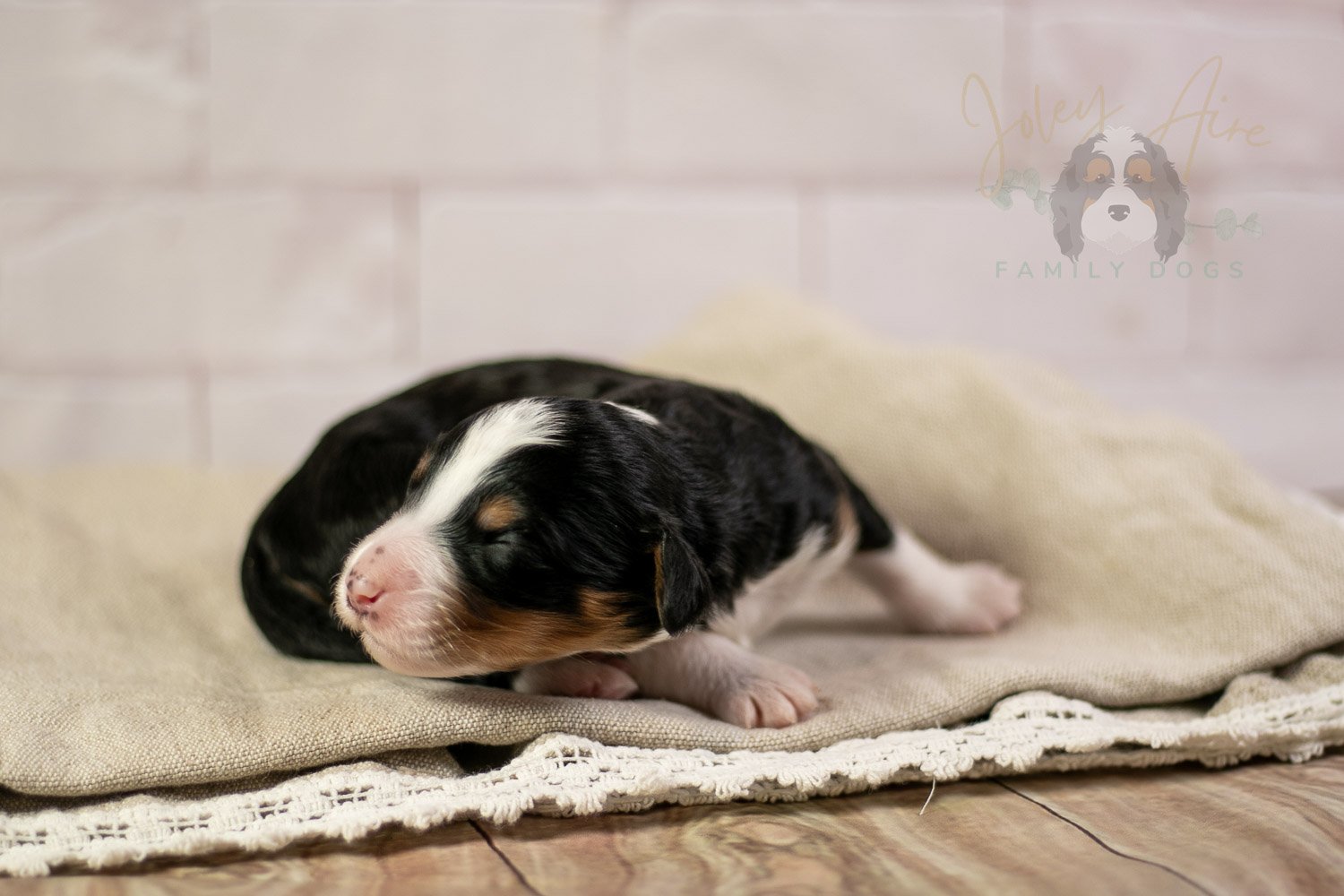 Zion Bernedoodle Puppy-123.jpg